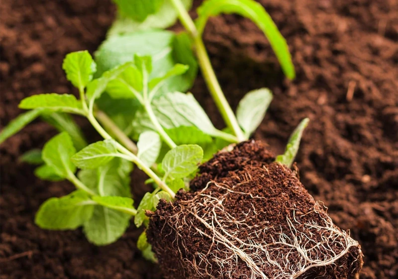 A young plant with a visible network of roots in propagation medium