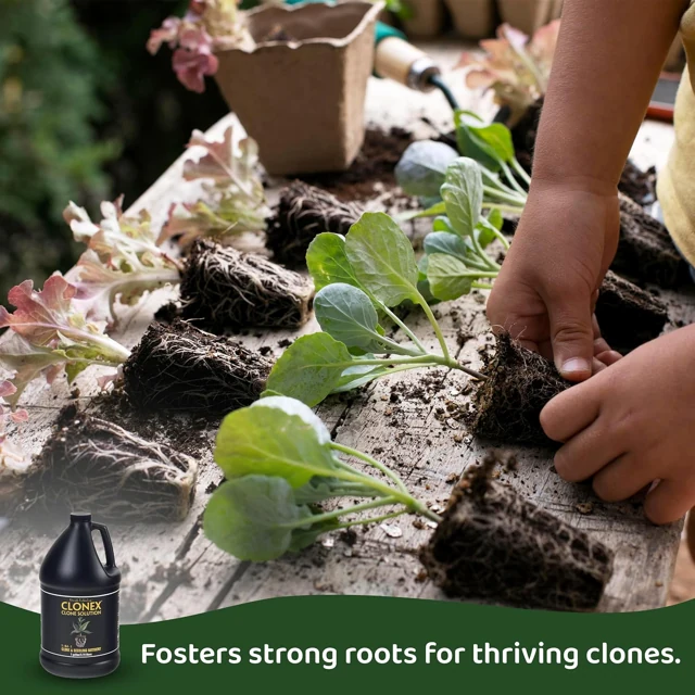 Clonex Clone Solution in the propagation range