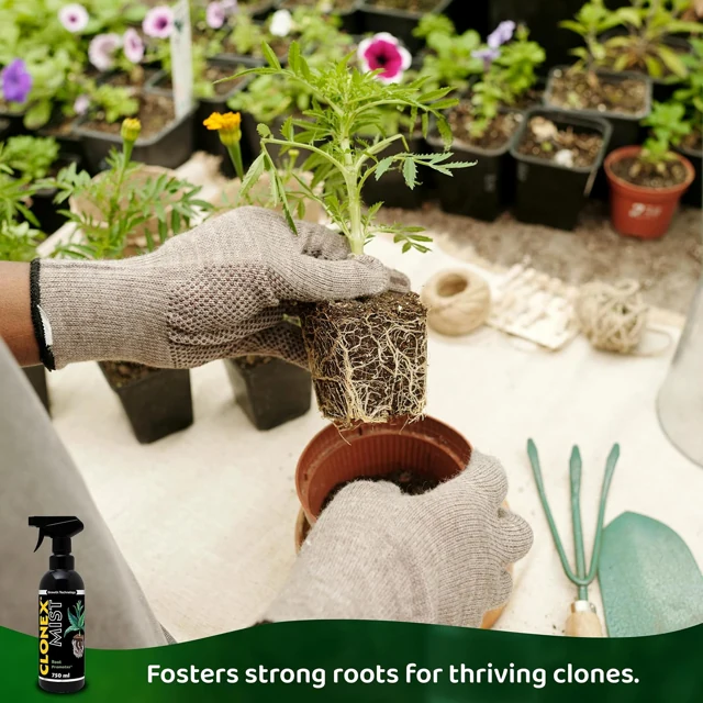 Clonex Mist in the propagation range